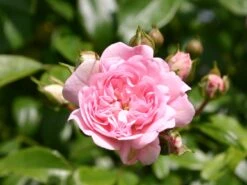 Bodendecker-Rose / Beetrose 'The Fairy' 28 Bodendecker-Rose / Beetrose 'The Fairy' -Edelrosen Geschaft bodendecker rose beetrose the fairy m002750 w 4