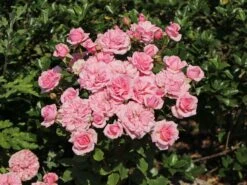 Bodendecker-Rose / Beetrose 'The Fairy' 20 Bodendecker-Rose / Beetrose 'The Fairy' -Edelrosen Geschaft bodendecker rose beetrose the fairy m002750 w 5