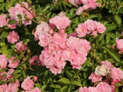 Bodendecker-Rose / Beetrose 'The Fairy' 23 Bodendecker-Rose / Beetrose 'The Fairy' -Edelrosen Geschaft bodendecker rose beetrose the fairy m002750 w 6