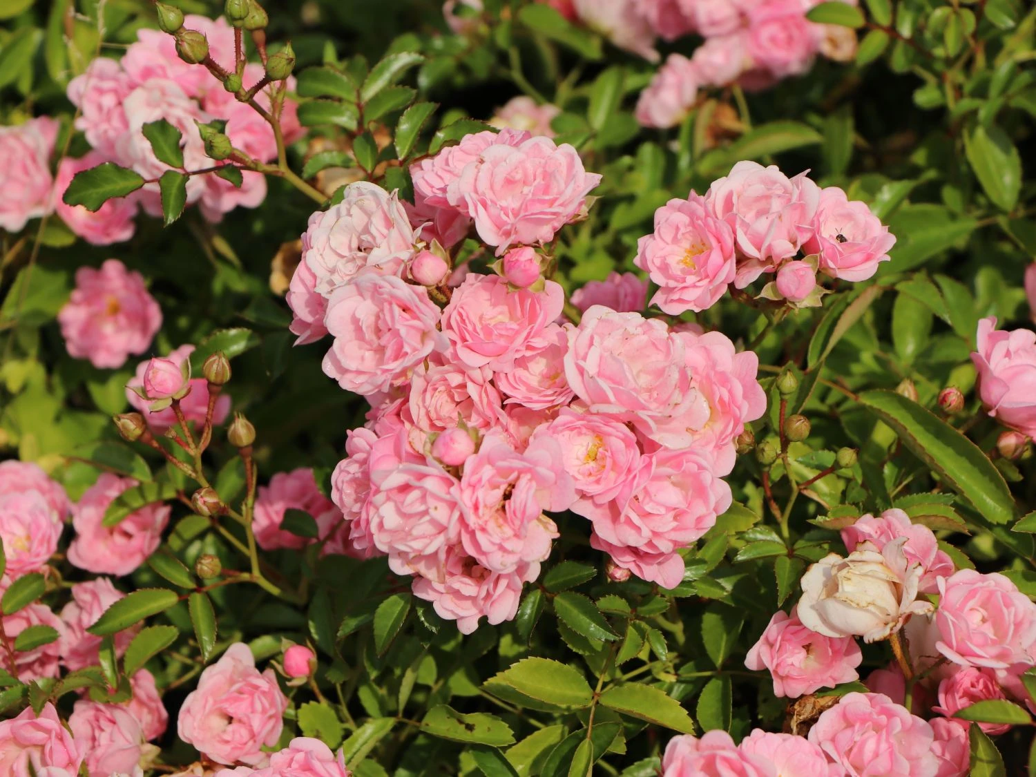 Bodendecker-Rose / Beetrose 'The Fairy' 6 Bodendecker-Rose / Beetrose 'The Fairy' – Bild 6