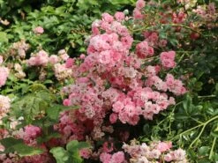 Bodendecker-Rose / Beetrose 'The Fairy' 29 Bodendecker-Rose / Beetrose 'The Fairy' -Edelrosen Geschaft bodendecker rose beetrose the fairy m002750 w 7