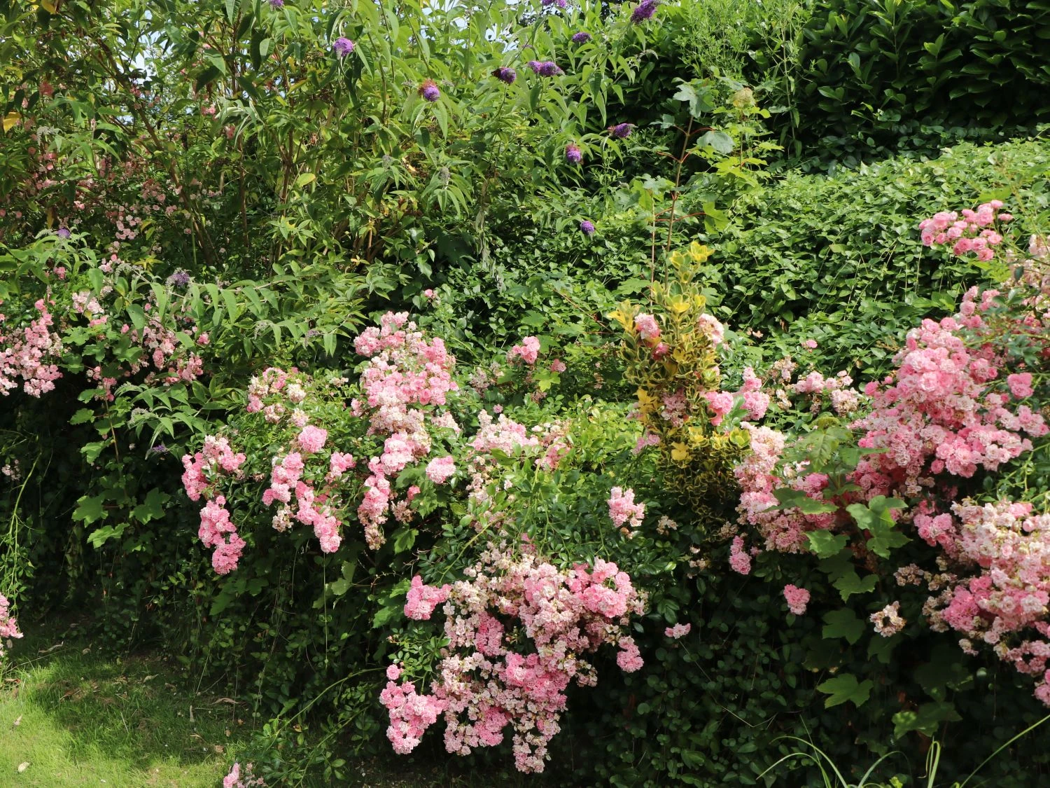 Bodendecker-Rose / Beetrose 'The Fairy' 2 Bodendecker-Rose / Beetrose 'The Fairy' – Bild 2