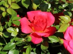 Bodendecker-Rose 'Bienenweide ® Hellrot' -Edelrosen Geschaft bodendecker rose bienenweide hellrot m094436 w 0