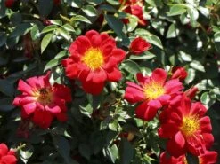 Bodendecker-Rose 'Bienenweide ® Hellrot' -Edelrosen Geschaft bodendecker rose bienenweide hellrot m094436 w 3