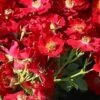 Bodendecker-Rose 'Bienenweide ® Rot'