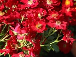 Ausgewählte Produkte 19 Bodendecker-Rose 'Bienenweide ® Rot'