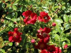 Bodendecker-Rose 'Bienenweide ® Rot' -Edelrosen Geschaft bodendecker rose bienenweide rot m094432 w 0