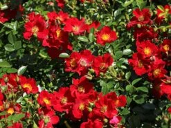 Bodendecker-Rose 'Bienenweide ® Rot' -Edelrosen Geschaft bodendecker rose bienenweide rot m094432 w 1