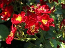 Bodendecker-Rose 'Bienenweide ® Rot' -Edelrosen Geschaft bodendecker rose bienenweide rot m094432 w 2