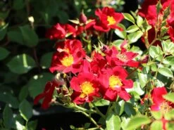 Bodendecker-Rose 'Bienenweide ® Rot' -Edelrosen Geschaft bodendecker rose bienenweide rot m094432 w 3