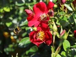 Bodendecker-Rose 'Bienenweide ® Rot' -Edelrosen Geschaft bodendecker rose bienenweide rot m094432 w 6