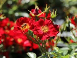 Bodendecker-Rose 'Bienenweide ® Rot' -Edelrosen Geschaft bodendecker rose bienenweide rot m094432 w 9