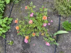 Bodendecker-Rose 'Jazz' ® 25 Bodendecker-Rose 'Jazz' ® -Edelrosen Geschaft bodendecker rose jazz m054323 1304243 0