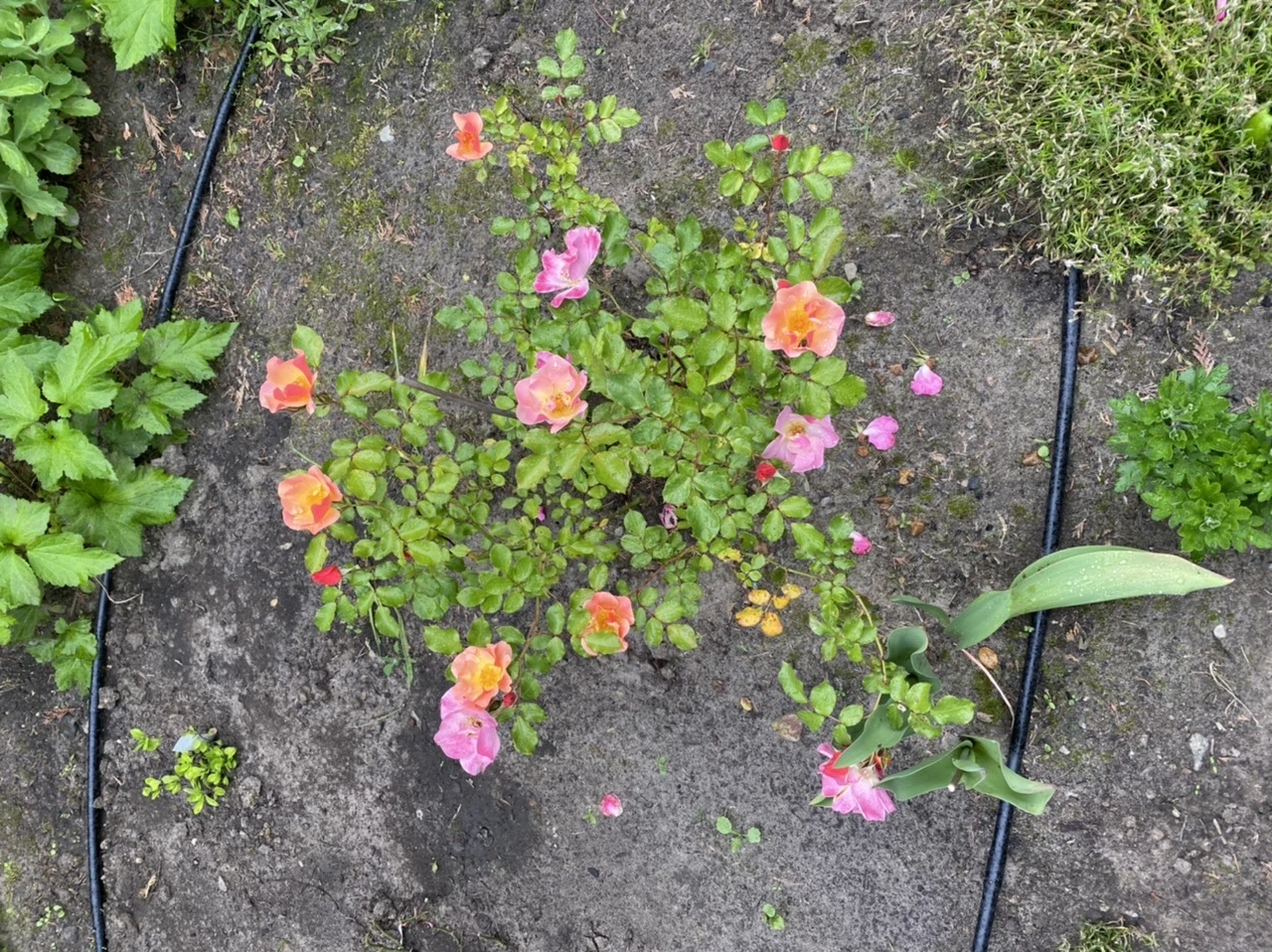 Bodendecker-Rose 'Jazz' ® 12 Bodendecker-Rose 'Jazz' ® – Bild 12