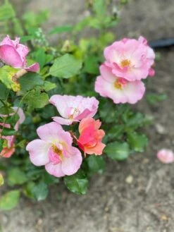 Bodendecker-Rose 'Jazz' ® 24 Bodendecker-Rose 'Jazz' ® -Edelrosen Geschaft bodendecker rose jazz m054323 1304243 1