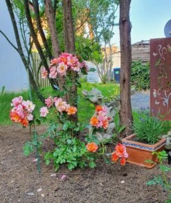 Bodendecker-Rose 'Jazz' ® 26 Bodendecker-Rose 'Jazz' ® -Edelrosen Geschaft bodendecker rose jazz m054323 1322377 0