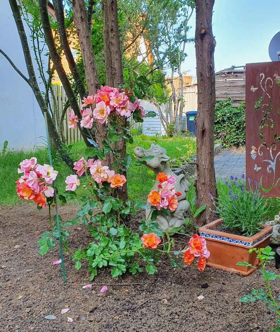 Bodendecker-Rose 'Jazz' ® 13 Bodendecker-Rose 'Jazz' ® – Bild 13