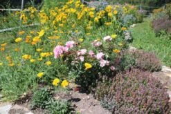 Bodendecker Rose 'Schöne Dortmunderin' ® -Edelrosen Geschaft bodendecker rose schoene dortmunder adr rose m009452 506742 0