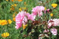 Bodendecker Rose 'Schöne Dortmunderin' ® -Edelrosen Geschaft bodendecker rose schoene dortmunder adr rose m009452 506742 1