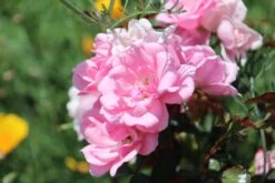 Bodendecker Rose 'Schöne Dortmunderin' ® -Edelrosen Geschaft bodendecker rose schoene dortmunder adr rose m009452 506742 2