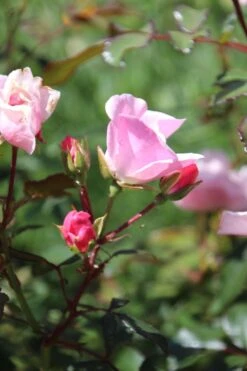 Bodendecker Rose 'Schöne Dortmunderin' ® -Edelrosen Geschaft bodendecker rose schoene dortmunder adr rose m009452 506742 3