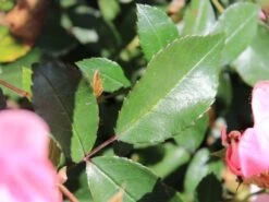 Bodendecker Rose 'Schöne Dortmunderin' ® -Edelrosen Geschaft bodendecker rose schoene dortmunder adr rose m009452 w 6