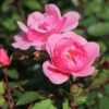 Bodendecker Rose 'Schöne Dortmunderin' ®