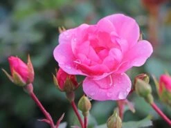 Bodendecker Rose 'Schöne Dortmunderin' ® -Edelrosen Geschaft bodendecker rose schoene dortmunderin m009452 w 0