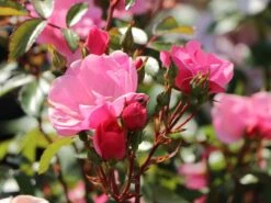 Bodendecker Rose 'Schöne Dortmunderin' ® -Edelrosen Geschaft bodendecker rose schoene dortmunderin m009452 w 1