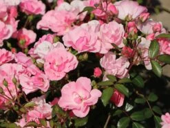 Bodendecker Rose 'Schöne Dortmunderin' ® -Edelrosen Geschaft bodendecker rose schoene dortmunderin m009452 w 4