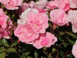 Bodendecker Rose 'Schöne Dortmunderin' ® -Edelrosen Geschaft bodendecker rose schoene dortmunderin m009452 w 5