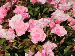 Bodendecker Rose 'Schöne Dortmunderin' ® -Edelrosen Geschaft bodendecker rose schoene dortmunderin m009452 w 7
