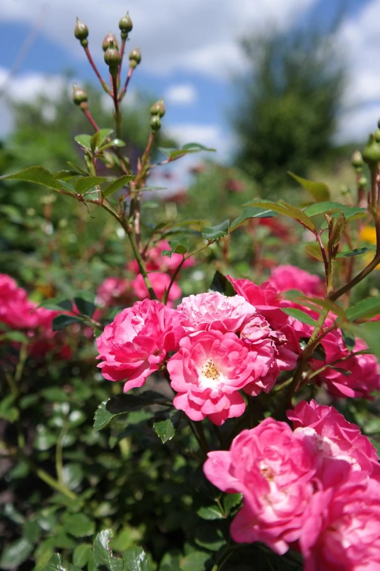 Bodendecker-Rose / Beetrose 'The Fairy' 14 Bodendecker-Rose / Beetrose 'The Fairy' – Bild 14