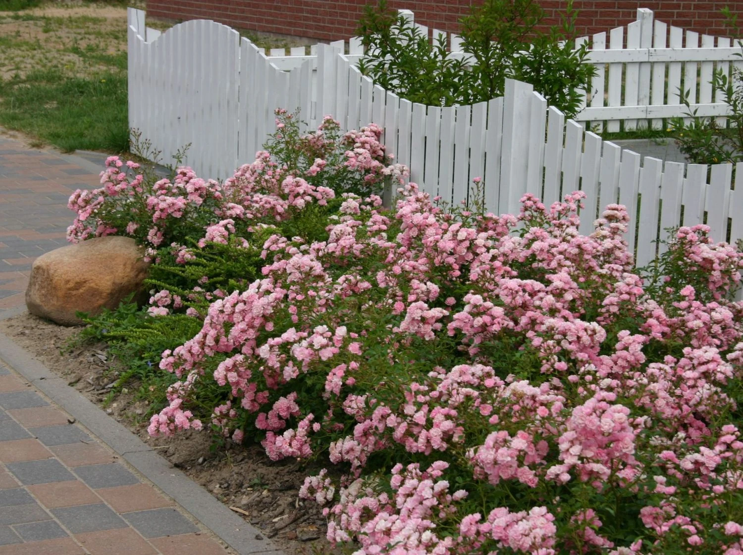 Bodendecker-Rose / Beetrose 'The Fairy' 8 Bodendecker-Rose / Beetrose 'The Fairy' – Bild 8