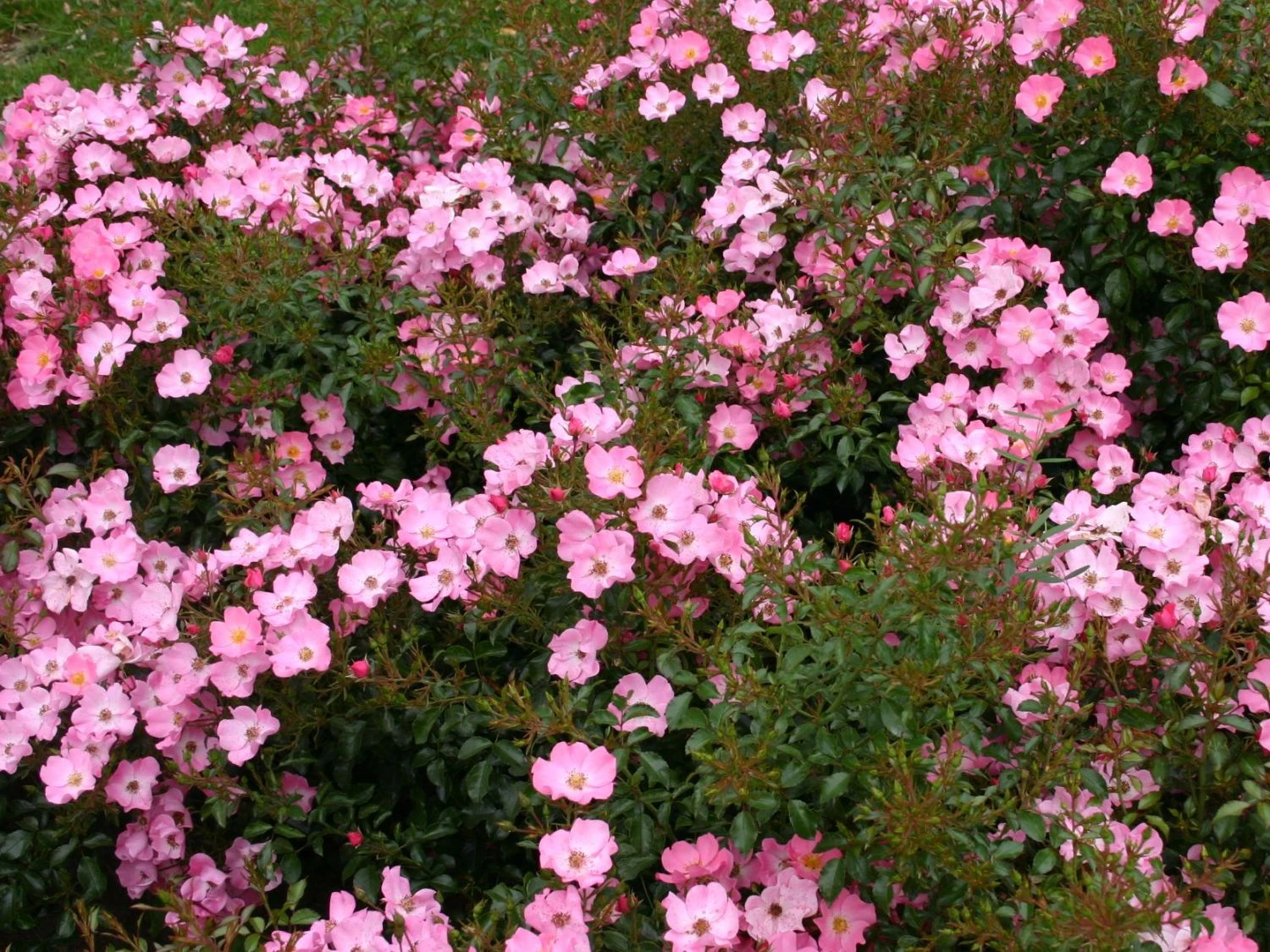 Bodendecker-Rose / Beetrose 'Fortuna' ® 2 Bodendecker-Rose / Beetrose 'Fortuna' ® – Bild 2