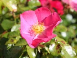 Bodendecker-Rose / Beetrose 'Fortuna' ® 15 Bodendecker-Rose / Beetrose 'Fortuna' ® -Edelrosen Geschaft bodendeckerrosebeetrose fortuna m002966 w 1