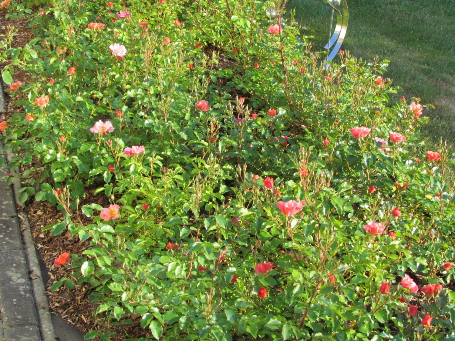 Bodendecker-Rose 'Jazz' ® 14 Bodendecker-Rose 'Jazz' ® – Bild 14