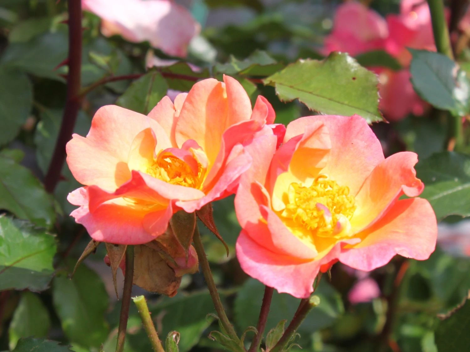 Bodendecker-Rose 'Jazz' ® 3 Bodendecker-Rose 'Jazz' ® – Bild 3