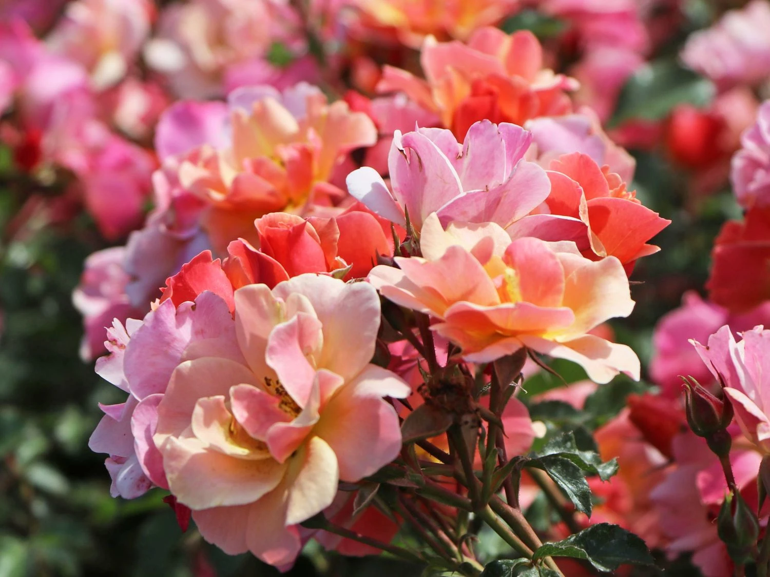 Bodendecker-Rose 'Jazz' ® 2 Bodendecker-Rose 'Jazz' ® – Bild 2