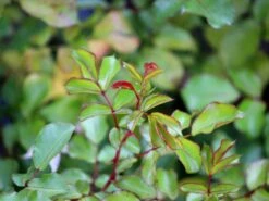 Bodendecker-Rose 'Jazz' ® 18 Bodendecker-Rose 'Jazz' ® -Edelrosen Geschaft bodendeckerrosebeetrose jazz m054323 w 3