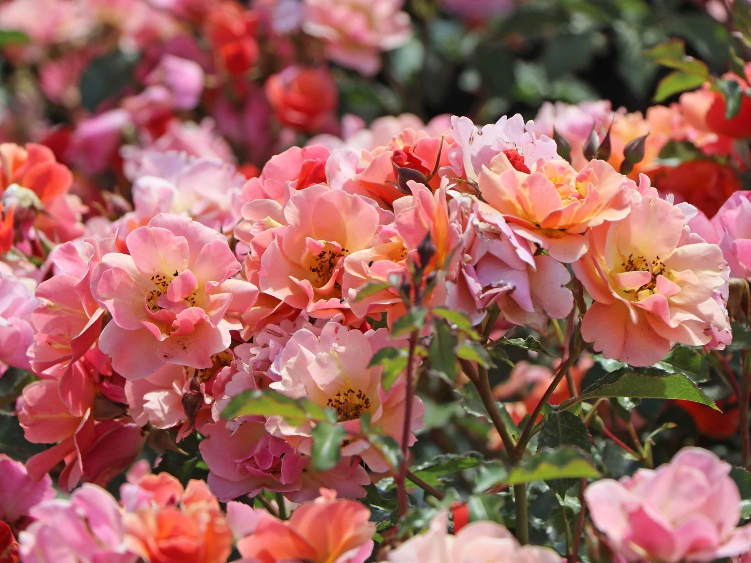 Bodendecker-Rose 'Jazz' ® 6 Bodendecker-Rose 'Jazz' ® – Bild 6