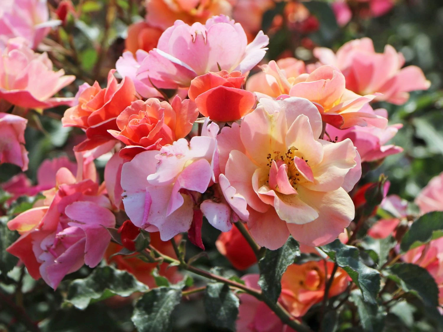 Bodendecker-Rose 'Jazz' ® 4 Bodendecker-Rose 'Jazz' ® – Bild 4