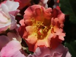 Bodendecker-Rose 'Jazz' ® 20 Bodendecker-Rose 'Jazz' ® -Edelrosen Geschaft bodendeckerrosebeetrose jazz m054323 w 6