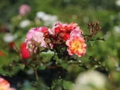 Bodendecker-Rose 'Jazz' ® 21 Bodendecker-Rose 'Jazz' ® -Edelrosen Geschaft bodendeckerrosebeetrose jazz m054323 w 7