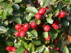 Breite Strauchmispel -Edelrosen Geschaft breite strauchmispel m001874 w 0