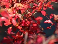 Breite Strauchmispel -Edelrosen Geschaft breite strauchmispel m001874 w 2