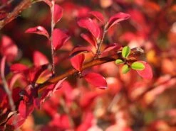 Breite Strauchmispel -Edelrosen Geschaft breite strauchmispel m001874 w 3