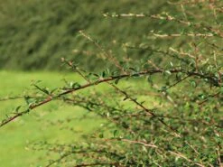 Breite Strauchmispel -Edelrosen Geschaft breite strauchmispel m001874 w 4