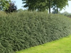 Breite Strauchmispel -Edelrosen Geschaft breite strauchmispel m001874 w 5