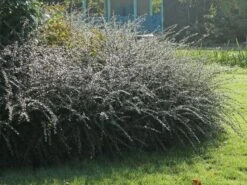 Breite Strauchmispel -Edelrosen Geschaft breite strauchmispel m001874 w 6